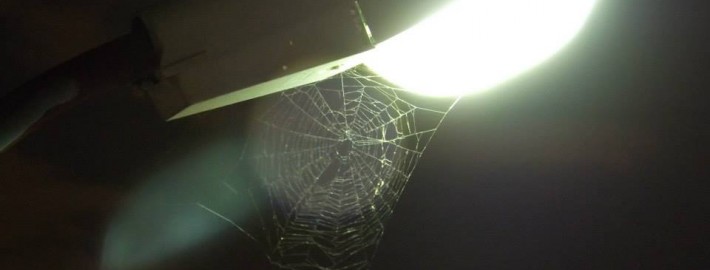 Araña disfrutando de la Super Luna