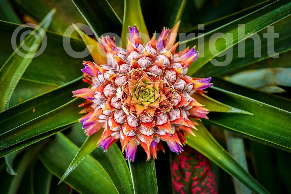 Flor-de-Pina-Mexicana-Joanathan-Mondragon Flor-de-Pina-Mexicana-Joanathan-Mondragon