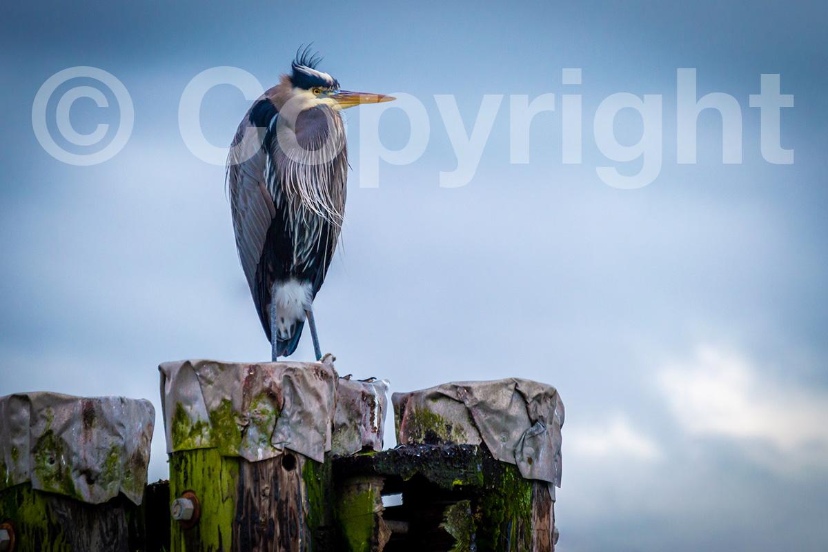 Garza-Vancouver-Canada-Jonathan-Mondragon Garza-Vancouver-Canada-Jonathan-Mondragon